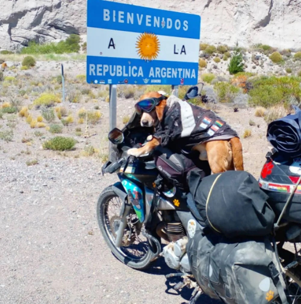 De moto, cachorro cruza as Américas em viagem de sete anos