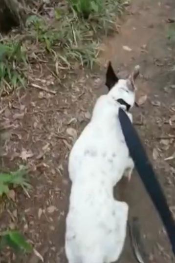 Cadela Lady Gaga foge, fica na beira de penhasco e história tem desfecho surpreendente; entenda