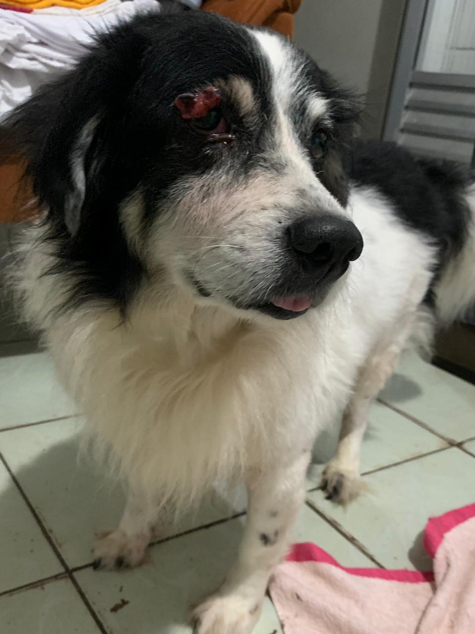 Tutora pede ajuda para encontrar cão idoso desaparecido em Salvador; confira informações 