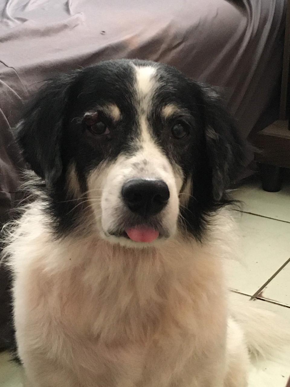 Cão idoso desaparecido em Salvador