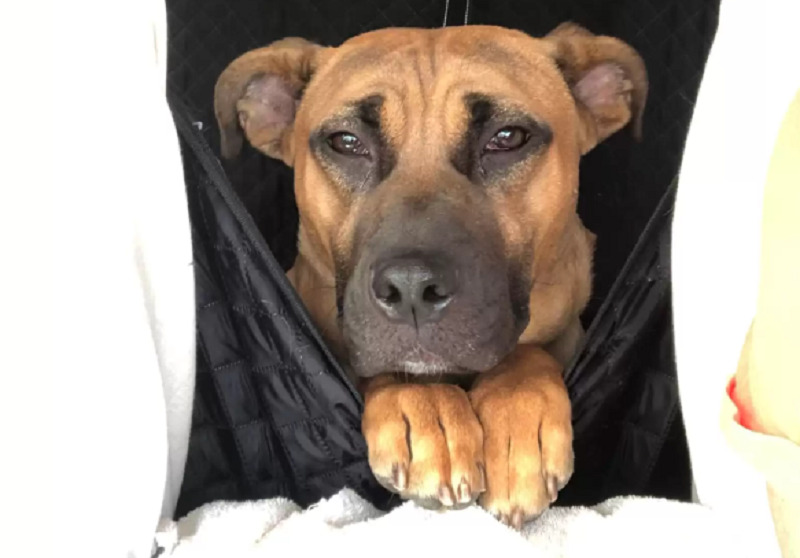 Assustado, cachorro espera por semanas em casa vazia depois de ser deixado para trás
