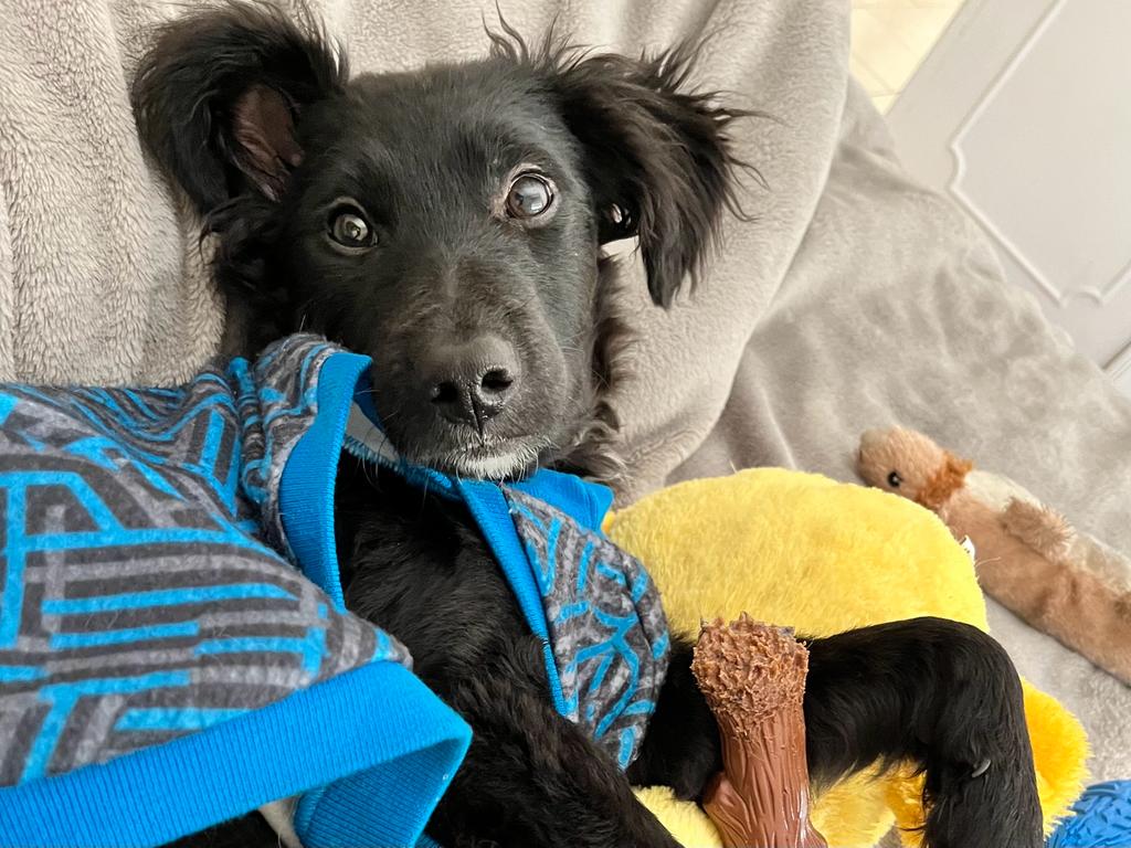 [Colocar ALT]