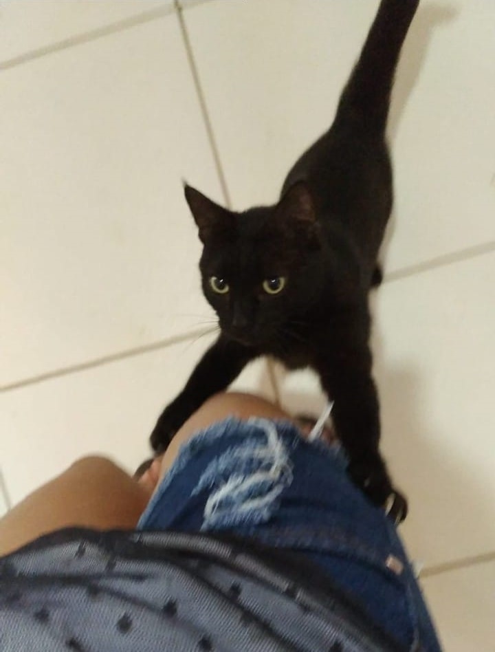 Tutora se desespera após diagnóstico de gato e pede ajuda na internet: "Não quero matar meu filho"