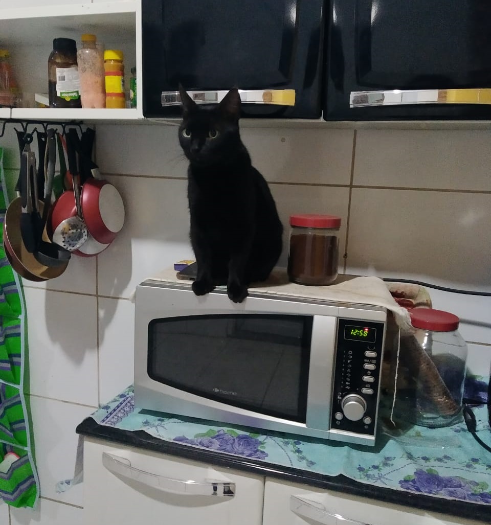 Tutora se desespera após diagnóstico de gato e pede ajuda na internet