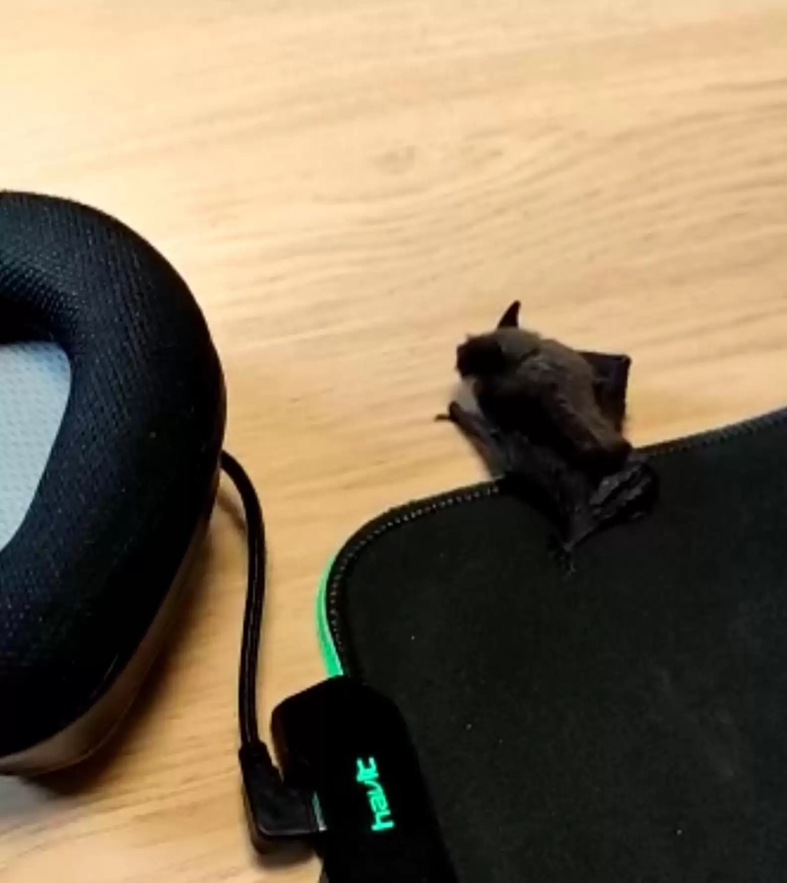 Animal macio como gato se esconde em fone de ouvido e é confundido; descubra qual era o bicho