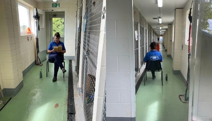 Voluntários leem livros para cães dormirem em canis; descubra qual gênero os pets mais gostam