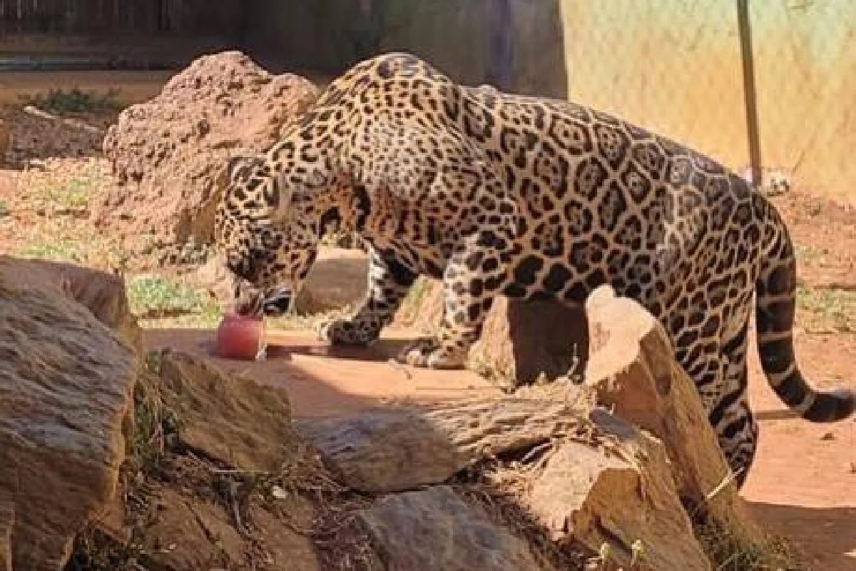 Onda de calor faz com que animais ganhem surpresa em zoológico