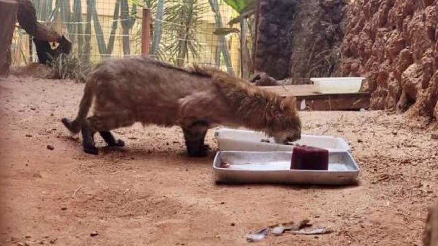 Onda de calor faz com que animais ganhem surpresa em zoológico; confira