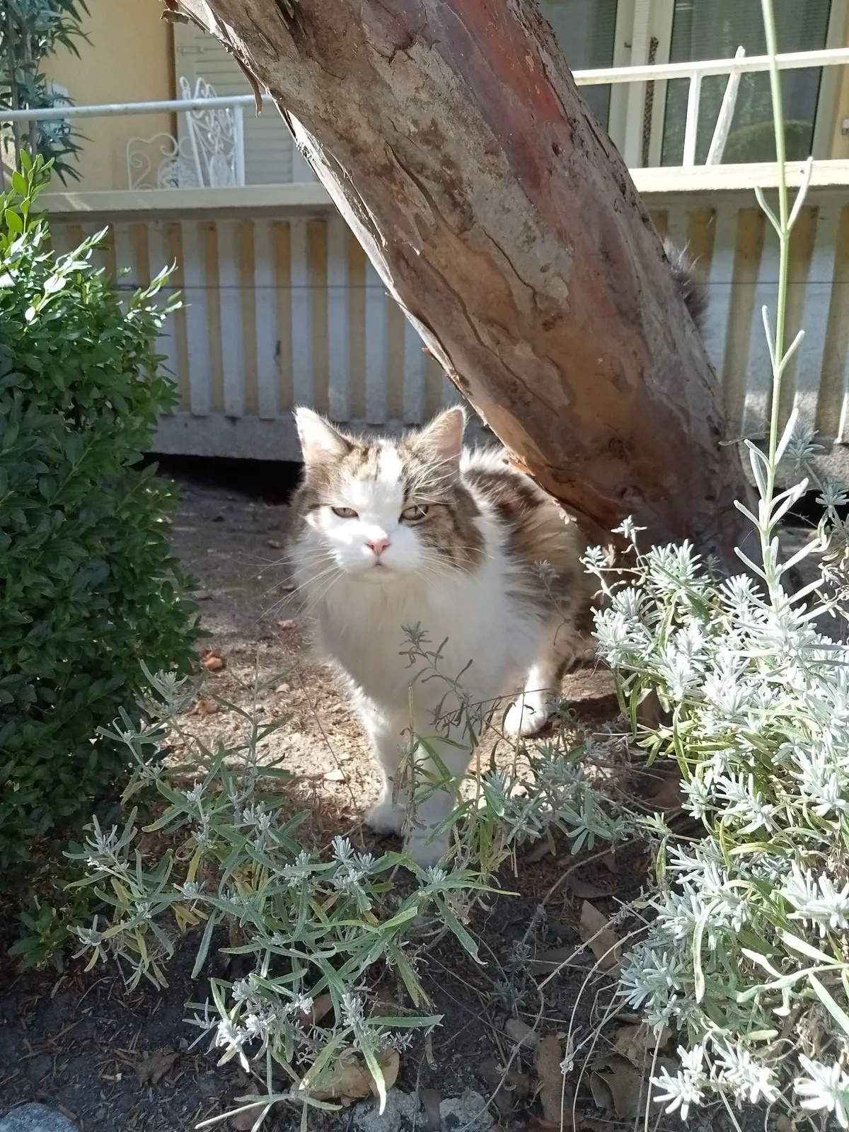 Tutora reencontra gato desaparecido há sete anos, mas felino não pode mais voltar para o antigo lar