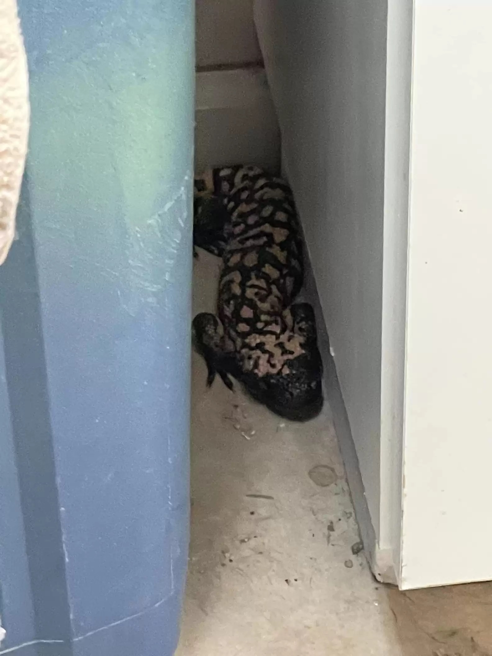 Mulher se depara com visita inesperada ao entrar em área de serviço; veja fotos 