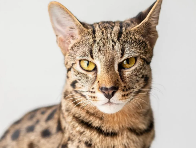 gato ashera