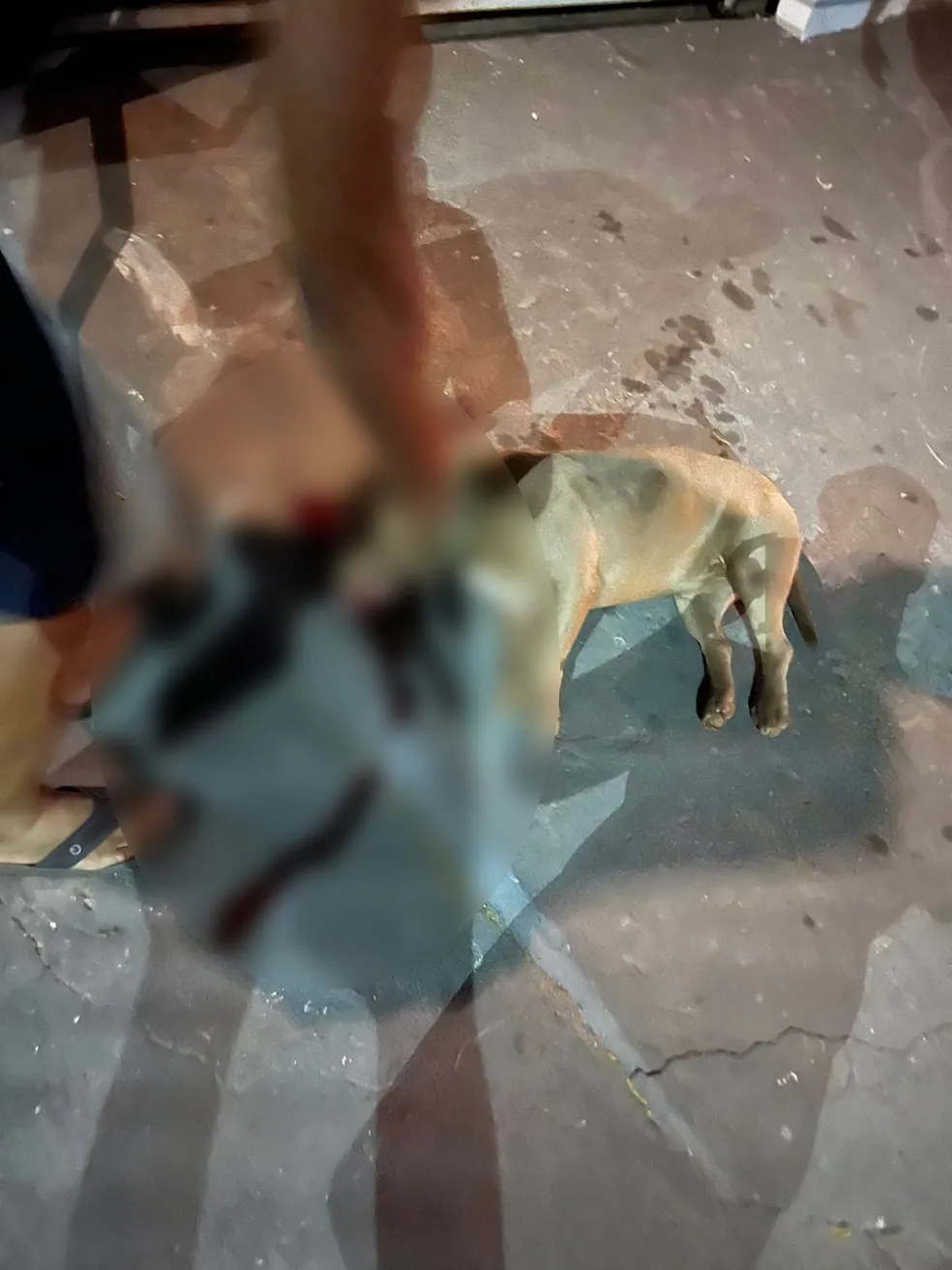VÍDEO: Cão american bully morre após tentar saltar em policial e tutor assiste a cena; agente se justifica
