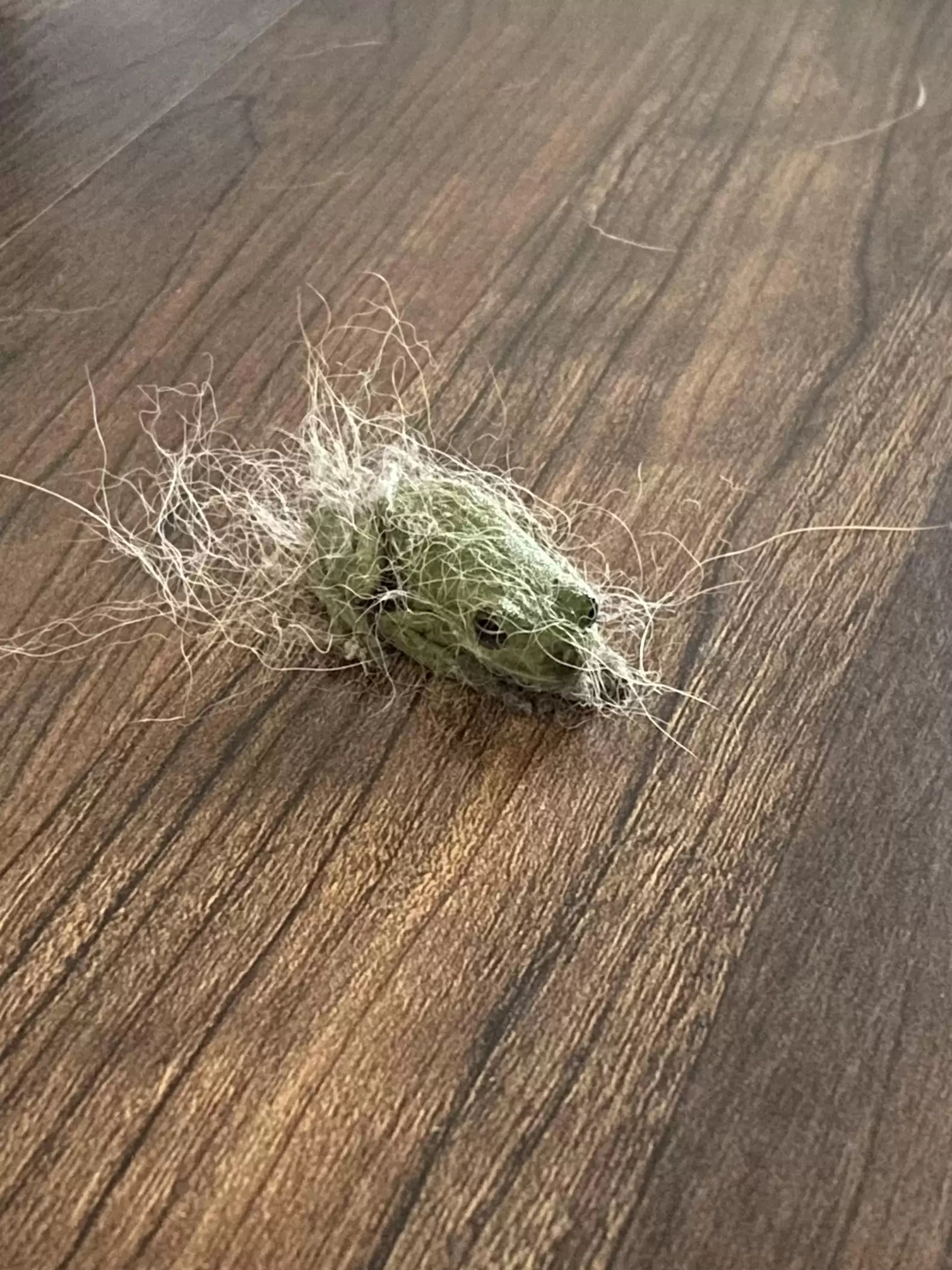 Bola de pelo que se move chama atenção de mulher e ela se choca ao descobrir o que é