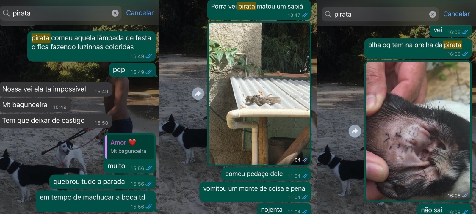 Cadela instaura caos em casa diariamente e irrita tutores: “Está impossível”