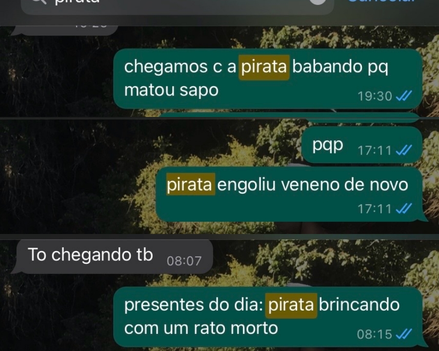 Cadela instaura caos em casa diariamente e irrita tutores: “Está impossível”; assista