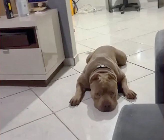 Cão american bully morre após tentar saltar em policial e tutor assiste a cena; agente se justifica 