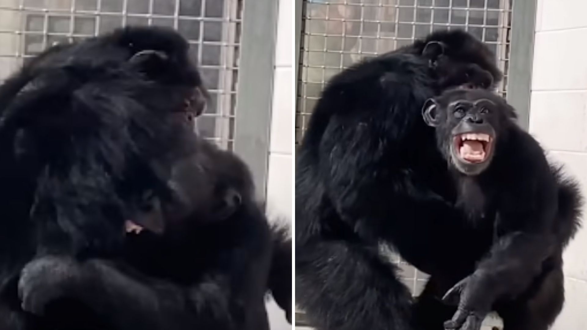 chimp