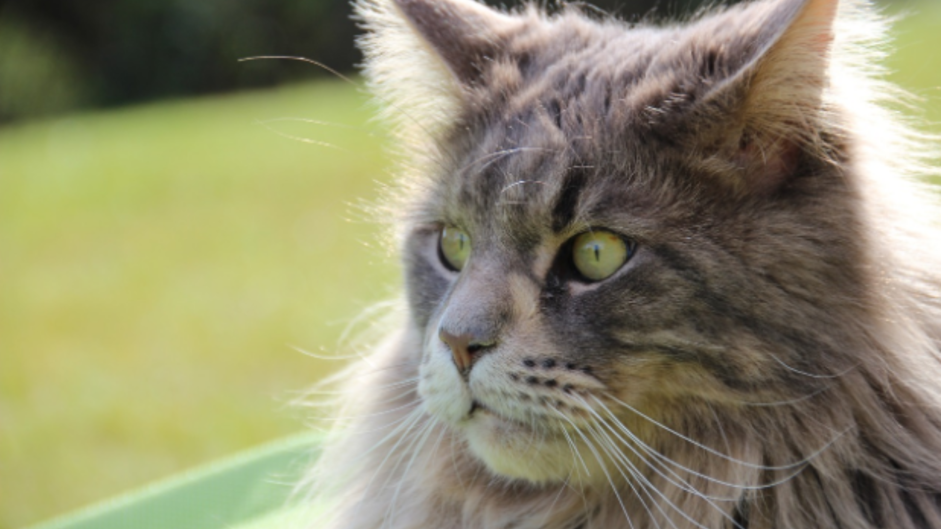 gato