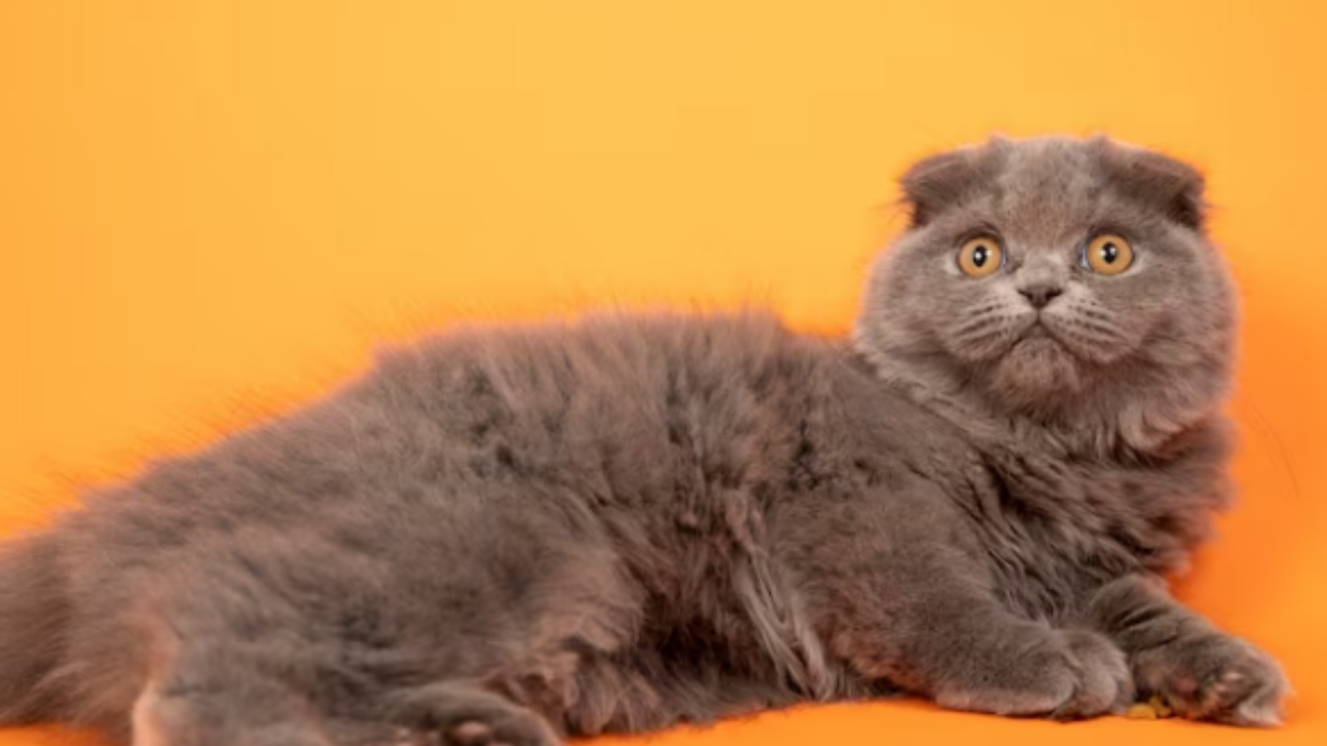 gato