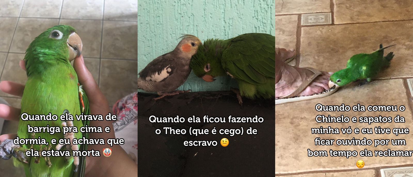 Mulher confessa momentos que pensou em entregar ave ao Ibama; assista