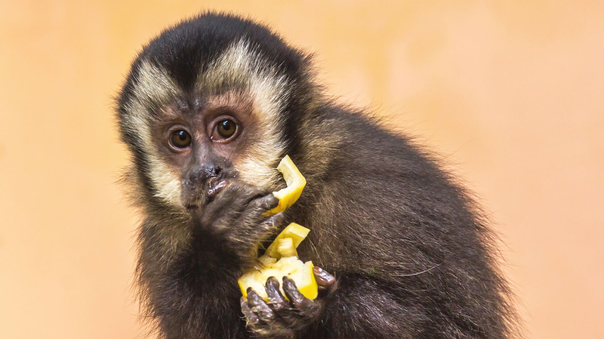 Campanha De Macacos Fofos Para Amar Seu Animal De Estimação