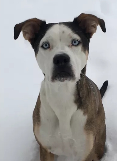 Resultado de cruzamento entre pit bull e husky siberiano arranca suspiros da web; assista 