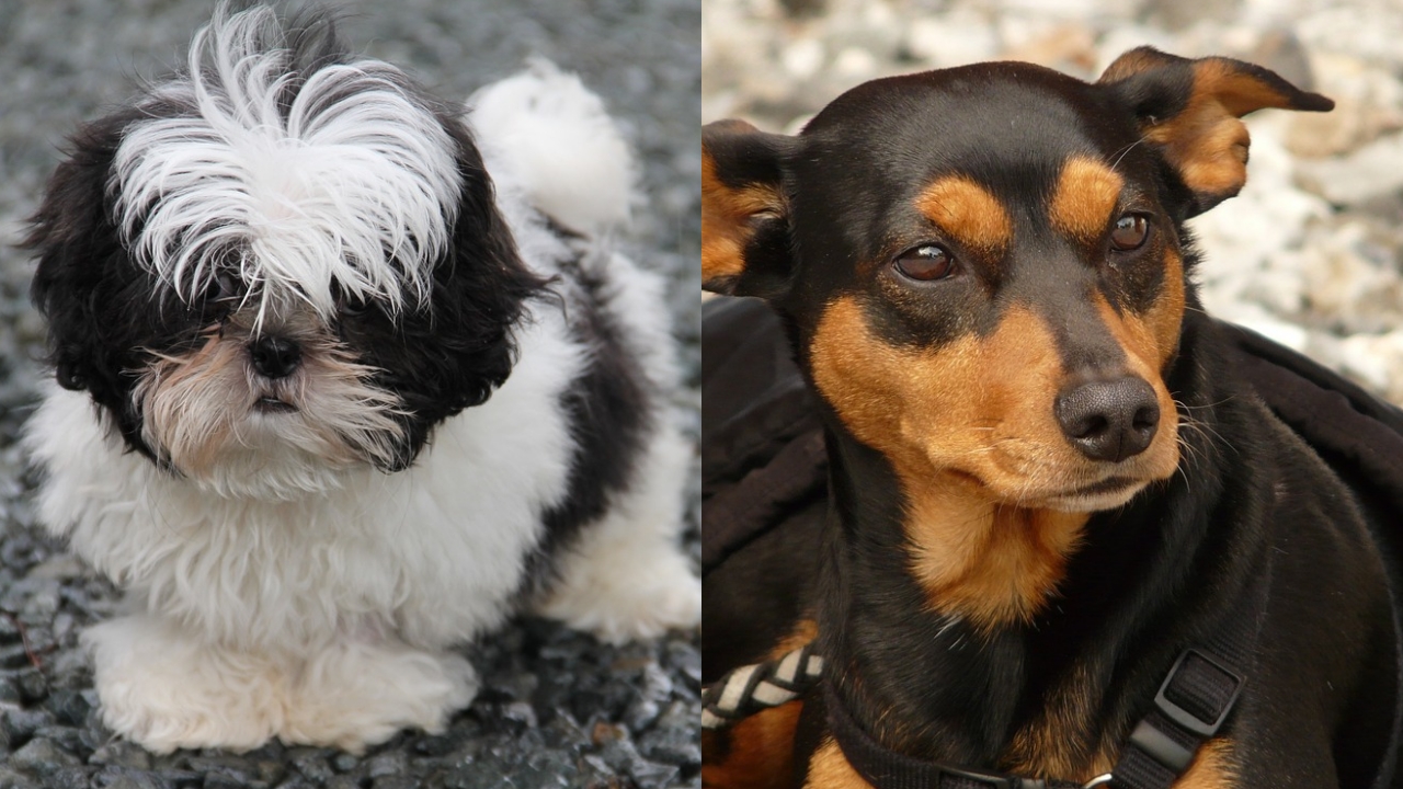 Shih sales tzu pinscher