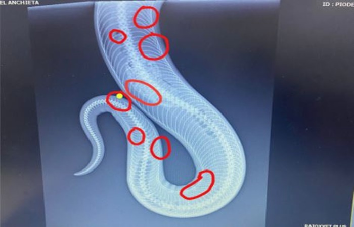 A jiboia fraturou diversas costelas. Foto: Divulgação/PC