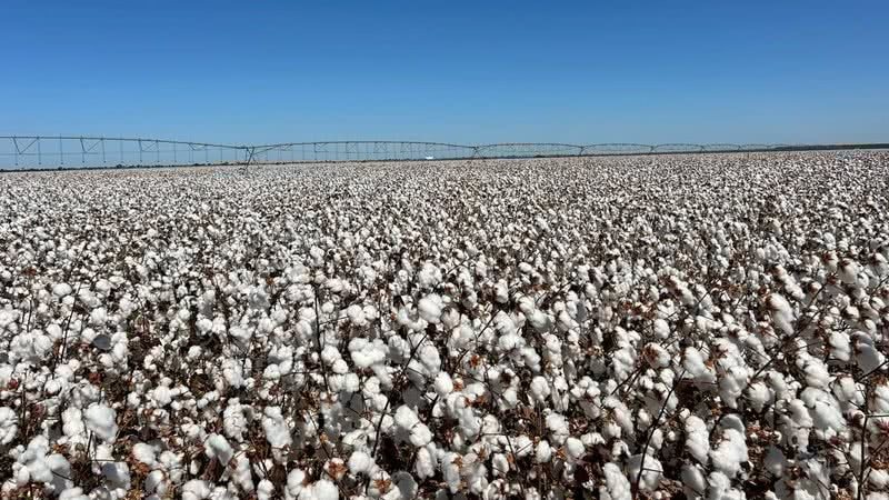 Perpectivas e futuro promissores para o setor de algodão na Bahia (Foto: Lucas Pacheco/BNews)