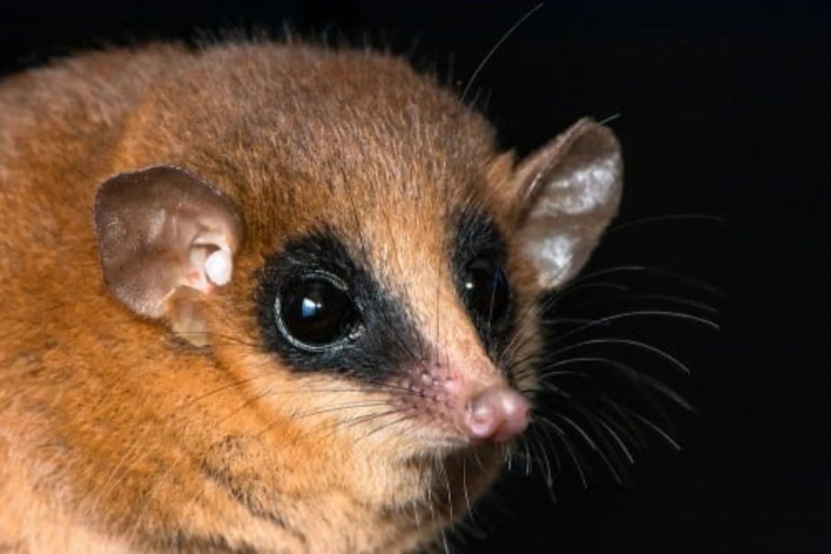nova criatura