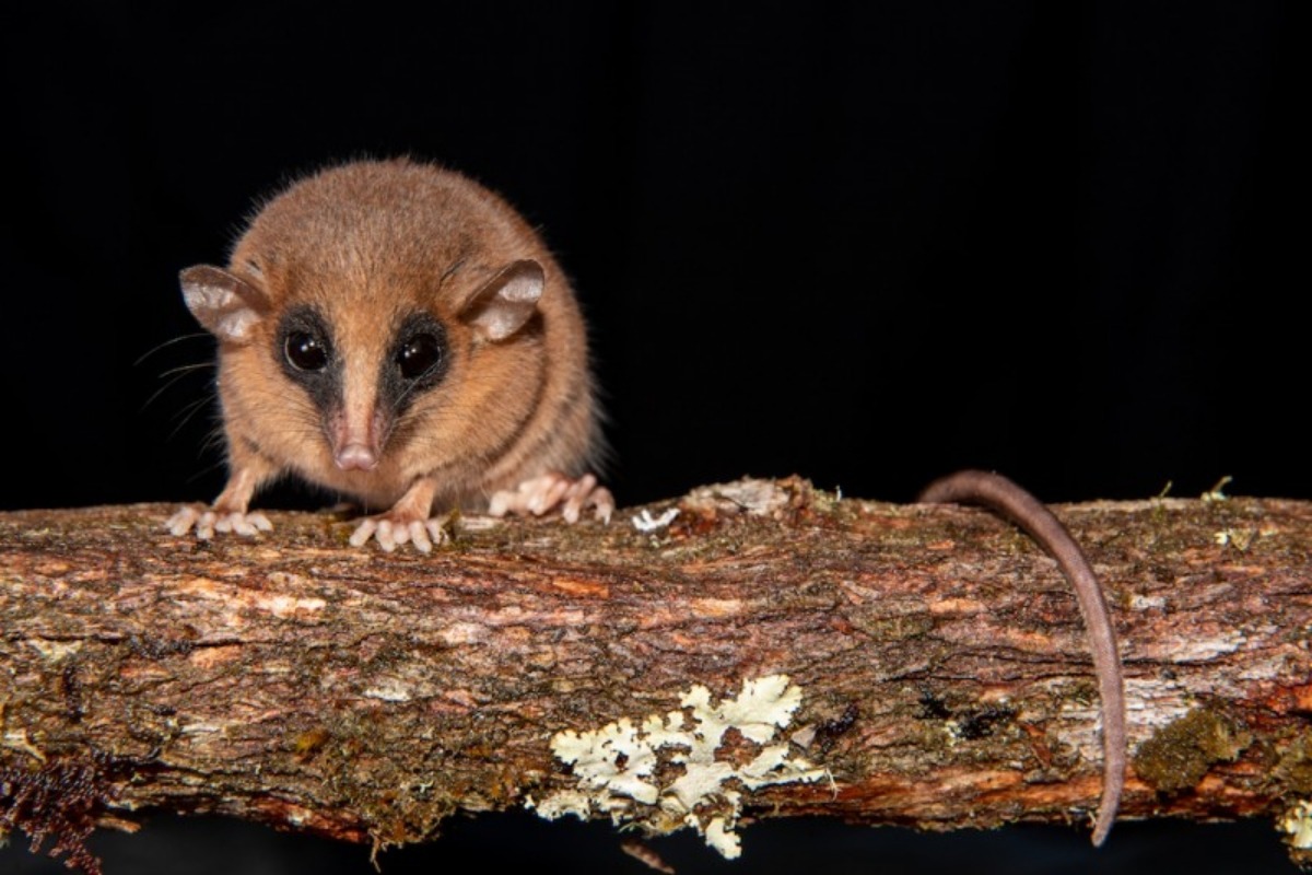 nova criatura