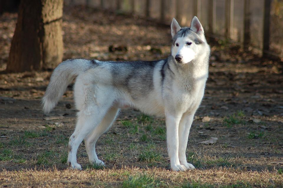 husky siberiano