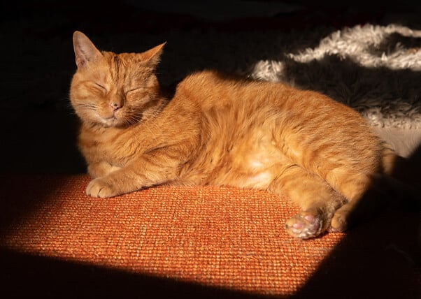 gato