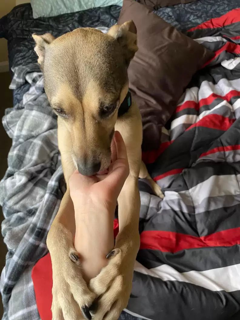 cachorro