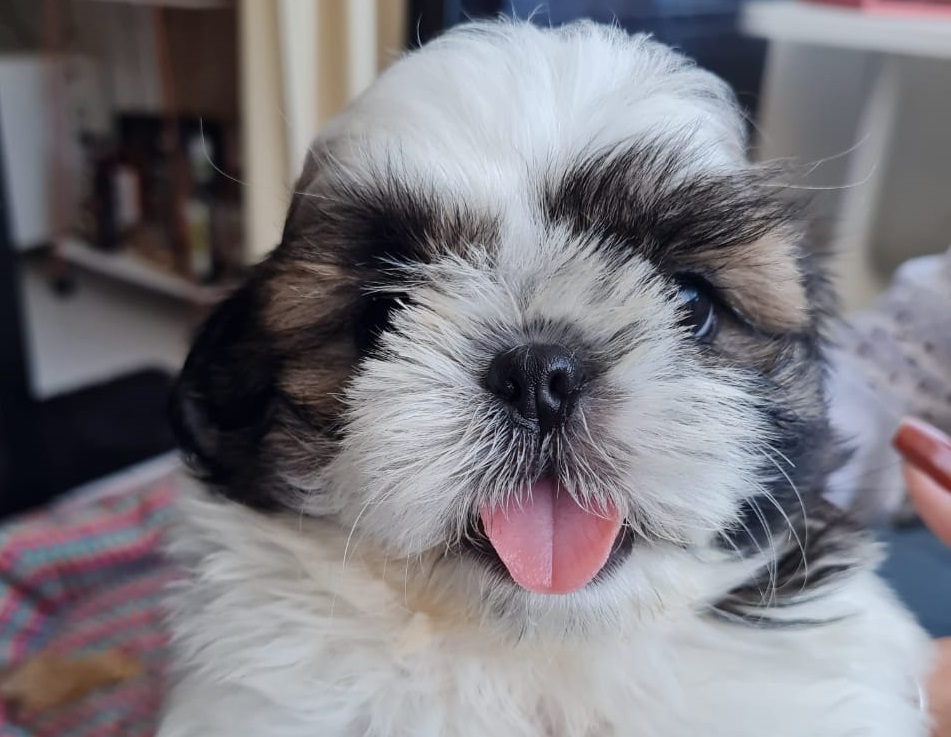 cachorro