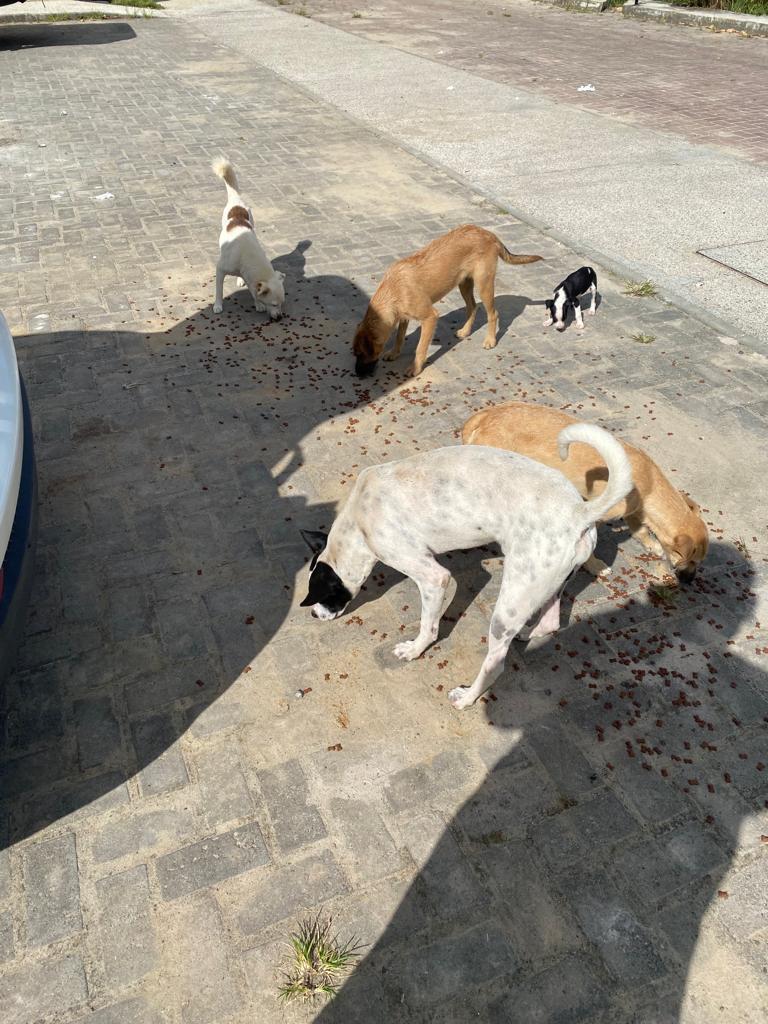 cachorro