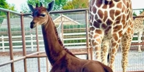 Pequena girafa de uma cor só 