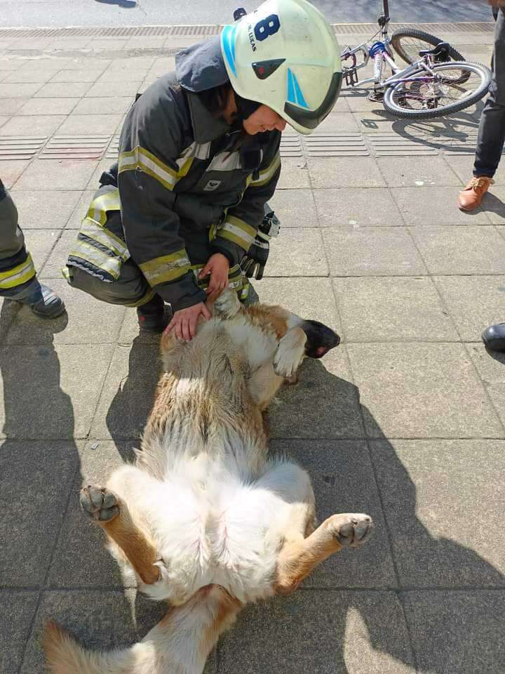 Gigante fingindo de morto e sendo atendido pela equipe de treinamento