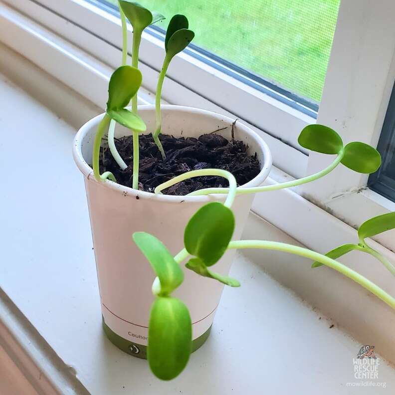 Plantação cresce a partir de sementes deixadas pelos ratos